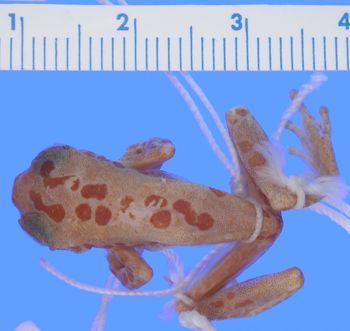 Media type: image; Herpetology A-44656